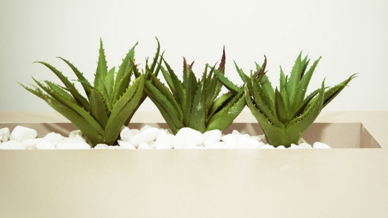 28 Amazing Aloe Vera Uses for Your Health and Skin Aloe Vera Benefits